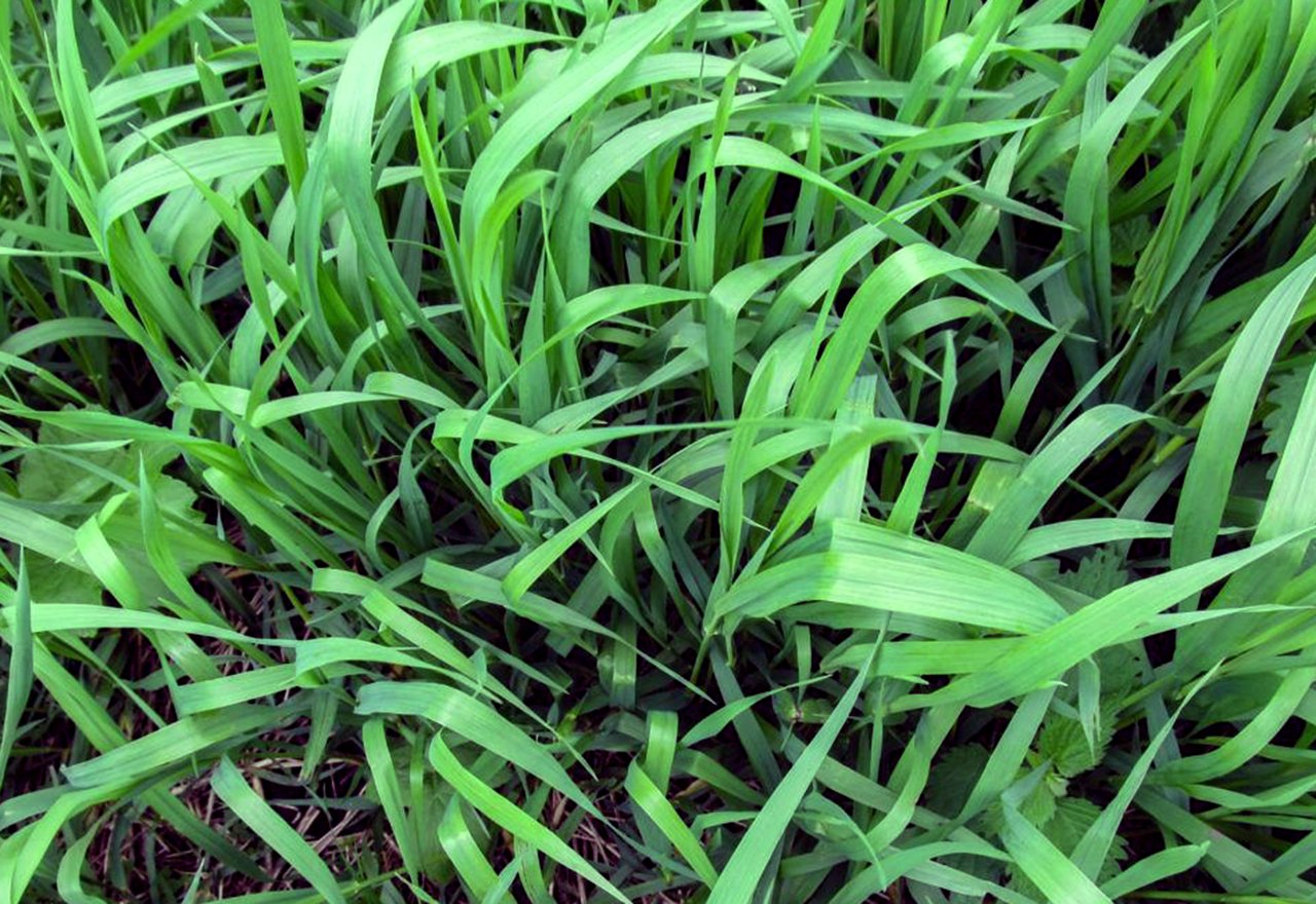 tall fescue quackgrass management